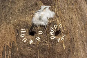Africa, Togo. Koutammakou, Tamberma. Unesco World Heritage site