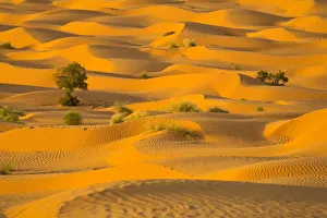 Sahara Prints: Africa, Tunisia, Ksar Ghilane Desert Oasis