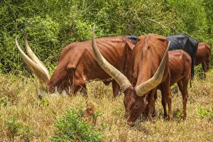 Images Dated 8th April 2022: Africa, Uganda. Ankolo long horned cattle