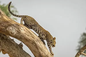 Uganda Gallery: Africa, Uganda, Karamoja. Kidepo Valley National Park. An african Leopard leaving his tree