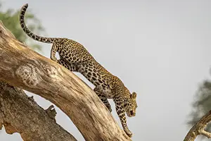 Uganda Prints: Africa, Uganda, Karamoja. Kidepo Valley National Park. An african Leopard leaving his tree