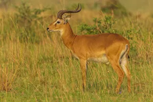 Uganda Gallery: Africa, Uganda, Murchison Falls National Park. An Ugandan Kob antelope, male, at sunrise