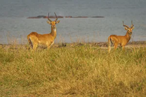 Africa, Uganda, Murchison Falls National Park. Ugandan Kob antelopes, males near to the river nile