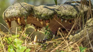 Africa, Uganda, Murchison Falls National Park. Close up of the mouth of a nile crocodile with impressive teeth