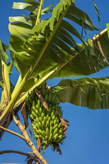 Images Dated 8th April 2022: Africa, Uganda, Sipi Falls. Plantain growing near to Sipi falls
