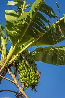 Banana Prints: Africa, Uganda, Sipi Falls. Plantain growing near to Sipi falls