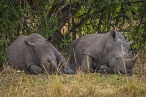 Uganda Gallery: Africa, Uganda, Ziwa Rhino Sanctuary. Rhino tracking on Foot. Two Southern white rhinos