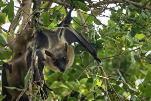 Hanging Prints: Africa, Zambia, Kasanka National Park. Straw coloured fruit bats resting in the trees