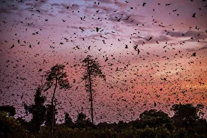 Migration Prints: Africa, Zambia, Kasanka National Park. The migration of fruit bats at sunrise