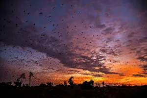 Migration Prints: Africa, Zambia, Kasanka National Park. The migration of fruit bats at sunrise