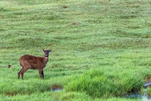 Zambian Prints: Africa, Zambia, Kasanka National Park. Sitatunga antelope walking in the swamp