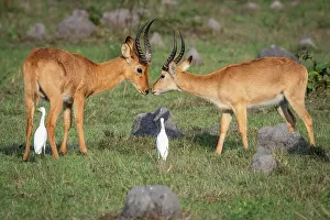 Zambian Prints: Africa, Zambia, Kasanka National Park. Puku antelopes walking in the swamp