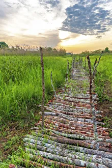 Swamp Prints: Africa, Zambia, Kasanka National Park. The footpath leading to the bat hide