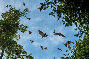 Africa, Zambia, Kasanka National Park. Straw coloured fruit bats flying over the forest