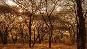 Umbrella Prints: Africa, Zambia, North Luangwa. A forest of umbrella acacias at sunset