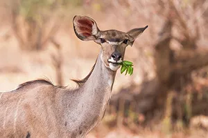 Watching Prints: Africa, Zambia, North Luangwa National Park. A greater Kudu female feeding on some leaves
