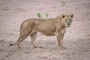 Watching Prints: Africa, Zambia, North Luangwa. A wet lioness after having crossed the Luangwa river swimming