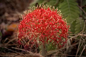 Mutinondo Prints: Africa, Zambia, Northern Zambia, Mutinondo Wilderness. A fireball lily in the forest