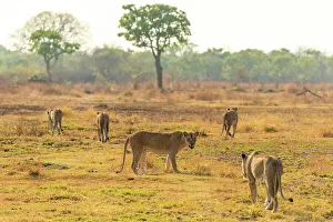 Hunt Prints: Africa, Zambia, South Luangwa National Park. A group of lionesses preparing for hunt