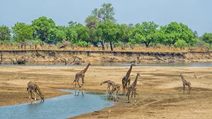 Riverbed Prints: Africa, Zambia, South Luangwa National Park. A group of giraffes in the riverbed