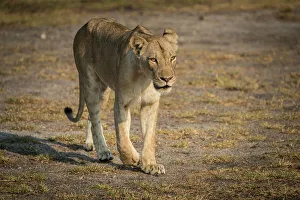 Hunt Prints: Africa, Zambia, South Luangwa National Park. A lioness preparing for hunt