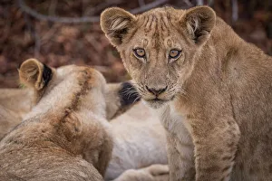 Mfuwe Prints: Africa, Zambia, South Luangwa National Park. Close up of a young lion in his family