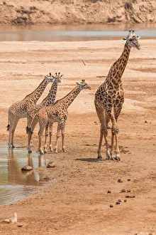 Riverbed Prints: Africa, Zambia, South Luangwa National Park. A group of giraffes in the riverbed
