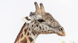 Face Prints: Africa, Zambia, South Luangwa National Park. Close up of a male Thornicroft's Giraffe