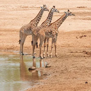 Riverbed Prints: Africa, Zambia, South Luangwa National Park. A group of giraffe calves in the riverbed