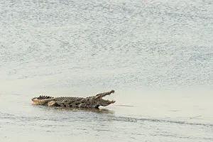 Crocodile Prints: Africa, Zambia, South Luangwa National Park