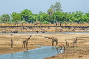 Riverbed Prints: Africa, Zambia, South Luangwa National Park. A group of giraffes in the riverbed