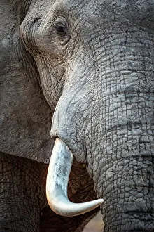 Trunk Prints: Africa, Zambia, South Luangwa National Park. Close up of an elephant