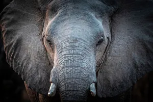 Trunk Prints: Africa, Zambia, South Luangwa National Park. Close up of an elephant
