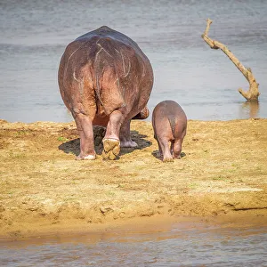 Mother Prints: Africa, Zambia, South Luangwa National Park. A hippo mother and baby going into the river