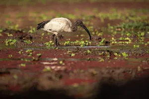 Swamp Prints: Africa, Zambia, South Luangwa National Park. African sacred Ibis feeding in the swamp