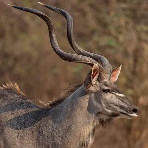 Horns Prints: africa, Zambia, South Luangwa National Park. a beautiful male kudu