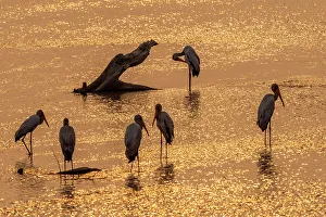 Mfuwe Prints: africa, Zambia, South Luangwa National Park