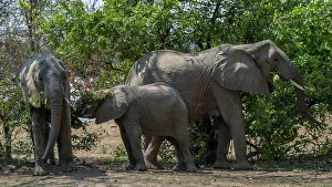 Mfuwe Prints: Africa, Zambia, South Luangwa National Park. An elephant family feeding on trees