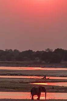 Bank Prints: Africa, Zambia, South Luangwa National Park