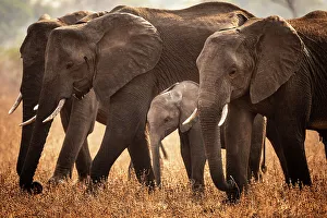 Savanna Prints: africa, Zambia, South Luangwa National Park