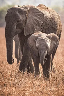 Savanna Prints: africa, Zambia, South Luangwa National Park