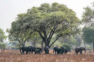 Savanna Prints: africa, Zambia, South Luangwa National Park