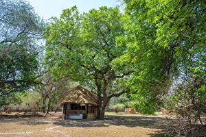 Camp Prints: africa, Zambia, South Luangwa National Park