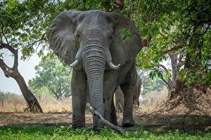 Watching Prints: africa, Zambia, South Luangwa National Park. A big elephant on the waterhole