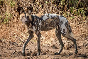 Painted Dog Prints: africa, Zambia, South Luangwa National Park