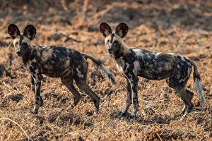 Painted Dog Prints: africa, Zambia, South Luangwa National Park. African wild dogs on the hunt near to Tafika