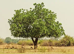 Savanna Prints: africa, Zambia, South Luangwa National Park. A herd of Impala under a sausage tree