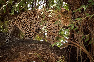 Leopard Prints: Africa, Zambia, South Luangwa National Park. A puzzled looking Leopard in a sausage tree