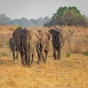 Mfuwe Prints: Africa, Zambia, South Luangwa National Park