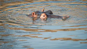 Face Prints: Africa, Zambia, South Luangwa National Park. A hippo in the water of the Luangwa